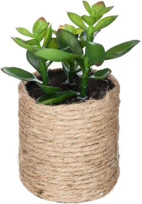 Produktbild von Künstliche pflanze h16cm - Atmosphera créateur d'intérieur