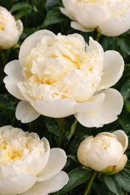 Zdjęcie produktu dla Paeonia lactiflora Shirley Temple – pachnąca piwonia szlachetna w kolorze kremowo-białym | Odporna na zimę piwonia ogrodowa w doniczce o pojemności 1 l | Roślina wieloletnia do rabat i ogrodów wiejskich