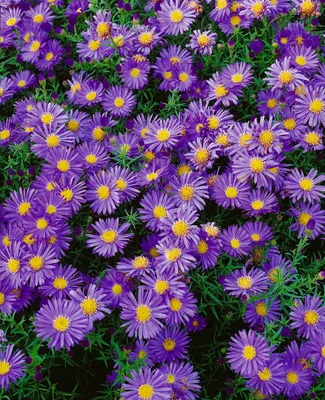 Produktbild von Kissen-Aster 30 cm, im Topf - Aster dumosus Amethyst