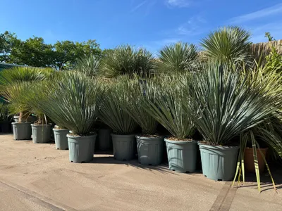 Produktbild von Sunny Tree - Yucca Rostrata Blue Blue - palma - 100 cm