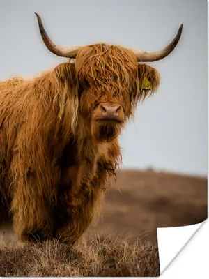 Produktbild von MuchoWow® Poster Schottischer Highlander - Düne - Gras 90x120 cm - Wohnzimmer