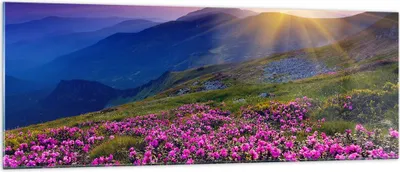 Produktbild von Bilder auf glas - Wiese Berge Landschaft - 140x50cm - Glasbilder - Wandbilder - Kunstdruck - zum Aufhängen bereit - Wanddekoration aus Glas - Glas Bilder - Wandbild auf Glas - GAB140x50-2676