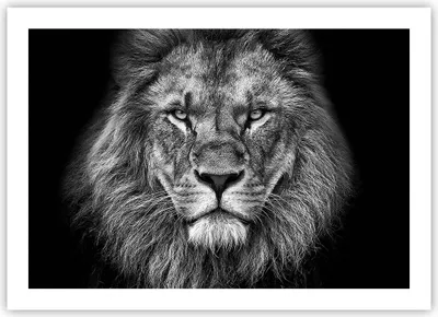 Produktbild von Poster - Poster ohne Rahmen - Porträt Löwe Schwarzweiß - 70x50 cm - Wand Bild - Wanddeko - Wandbilder - Kunstposter - Wandposter - Bilder - Kunstdruck - Wanddekoration - Wandbild - P2XAA70x50-4494