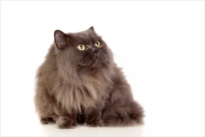 Produktbild von Wallario Poster - Perserkatze vor weißem Hintergrund, Kunstdruck Größe: 100 x 150 cm