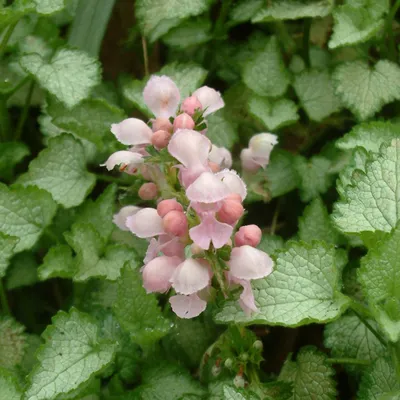 Obrázok produktu pre 6 x Lamium maculatum 'Pink Pewter'  | Kvetináč 9 cm x 9 cm
