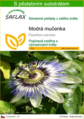Obrázek produktu pro SAFLAX - Modrá mučenka - Passiflora caerulea - 25 Semena - S pěstebním substrátem bez klíčků