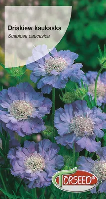 Produktbild von Samen von kaukasischem blauem Rettich 0.5g - Torseed