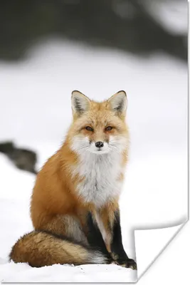 Produktbild von MuchoWow® Poster Fuchs - Schnee - Winter 20x30 cm - Papierdruck