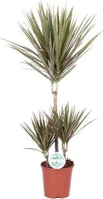Zdjęcie produktu dla Drzewo smocze Dracaena Bicolor – roślina doniczkowa, średnica 21 cm, wysokość 95 cm, łatwa w pielęgnacji, dekoracyjna