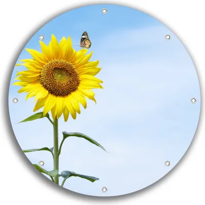 Produktbild von Wallario rundes Outdoor-Poster für Garten oder Balkon, Motiv Sonnenblume mit Schmetterling, 30 cm Durchmesser