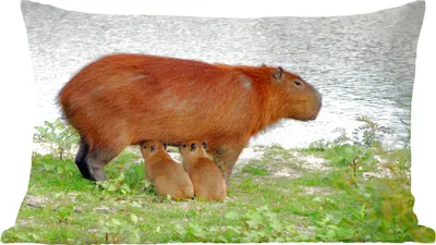 Produktbild von MuchoWow® Zierkissen Sofakissen Wohnzimmer Dekokissen 50x30 cm Ein Wasserschwein mit zwei Jungtieren in der Nähe des Wassers - Wohnzimmerdekoration - Polster mit Photo