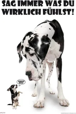 Produktbild von Hunde Poster Sag immer was du denkst