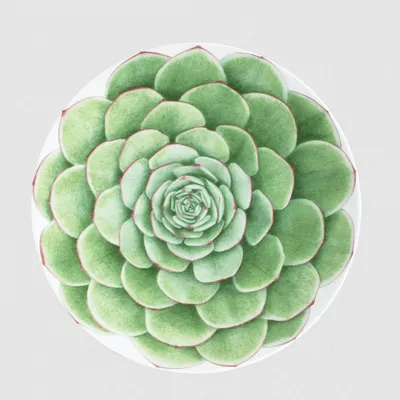 Produktbild von Taitù - Desert Rose Teller flach Ø 21,5 cm