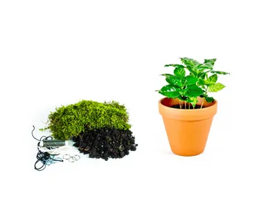 Obrázok produktu pre Gardners Kokedama "Vyrob si sám" Coffea arabica (M)