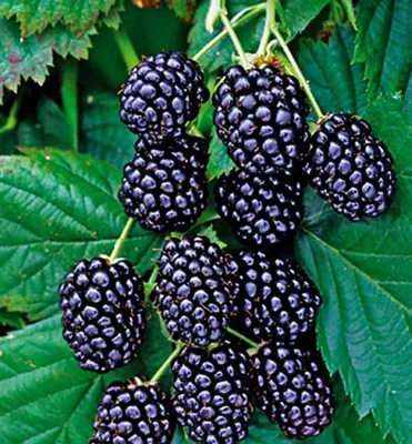 Produktbild von Dornenlose Brombeere ´LOCHNESS®´ 20-30 cm, Cont. 1 l