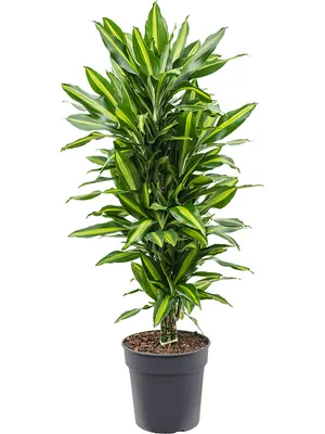 Obrázek produktu pro Gardners Dracaena fragrans Cintho, průměr 27 cm