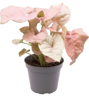 Productafbeelding van Aquafleur Syngonium Neon | In 5 cm pot