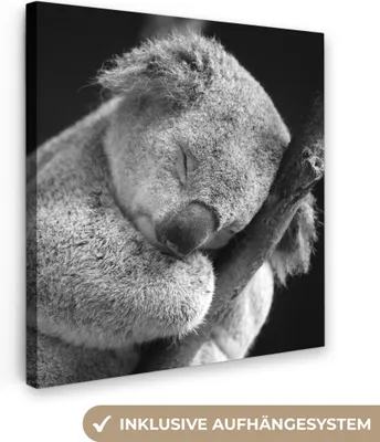 Obrázok produktu pre MuchoWow® - Plátno - Spiaca koala na čiernom pozadí, nástenná maľba, nástenné dekorácie, obrazy do obývačky, 50x50cm