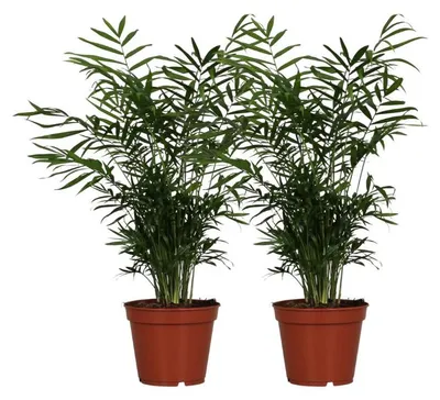 Produktbild von Chamaedorea Elegans | 2 Stück - 45-55cm - Ø17cm - Zimmerpflanze - Immergrün - Multideal