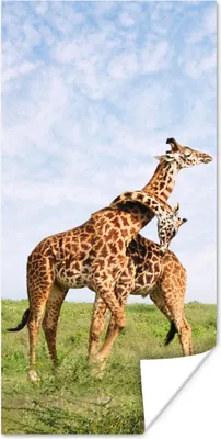 Produktbild von MuchoWow® Poster Zwei Giraffen in den Savannen des Serengeti-Nationalparks in Afrika 20x40 cm - Plakat - Foto