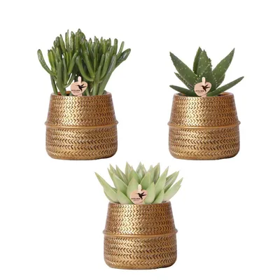 Produktbild von Kolibri Greens | Pflanzenset - mit 3 succulenten -Mischungen - inkl. Keramik-Ziertöpfe | Topfgröße Ø9cm