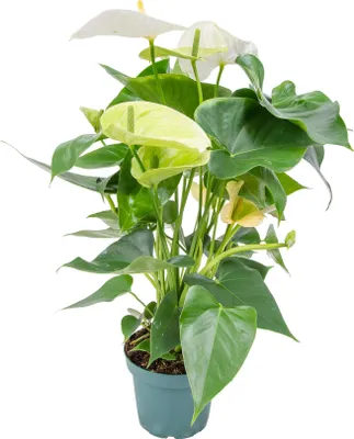 Produktbild von Bloomique - Anthurium Andreanum - Weiß - Flamingoblume - Blühende Zimmerpflanzen - Pflegeleicht - Höhe 30-40 cm - Topf 12 cm