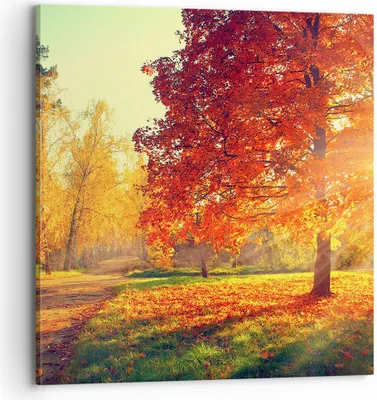 Produktbild von Bild auf Leinwand - Leinwandbild - Park Herbst Baum - 70x70cm - Wand Bild - Wanddeko - Wandbilder - Leinwanddruck - Bilder - Kunstdruck - Wanddekoration - Leinwand bilder - Wandkunst - AC70x70-3654