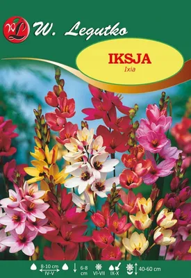 Zdjęcie produktu dla Iksja Mix Kolorów W.legutko