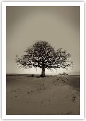 Produktbild von Poster - Poster ohne Rahmen - Baum Schnee Sepia - 70x100 cm - Wand Bild - Wanddeko - Wandbilder - Kunstposter - Wandposter - Bilder - Kunstdruck - Wanddekoration - Wandbild - P2XPA70x100-4161