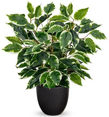 Obrázok produktu pre Unyqoos® Umelý figovník v kvetináči, realistická umelá rastlina, výška 40 cm, svetlozelené listy, kvetináč 12 x 10,5 cm, nenáročná údržba, vhodná do obývačky a kancelárie