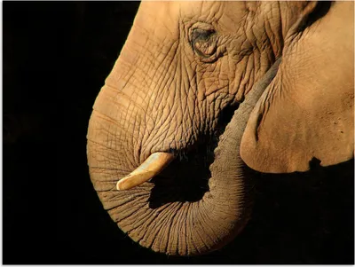 Produktbild von MuchoWow® Poster Elefant - Tiere - Nahaufnahme - Schwarz 40x30 cm - Plakate für die Wände - Poster Wohnzimmer