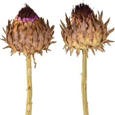 Produktbild von Trockenblume Artischockenblüte Naturdeko 9cm 16 St