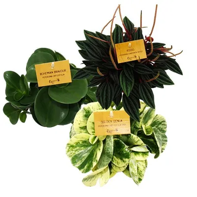Immagine prodotto di Set di 3 peperoni in miniatura, Peperomia, Eden-Mix, 3 piante in vaso da 12 cm