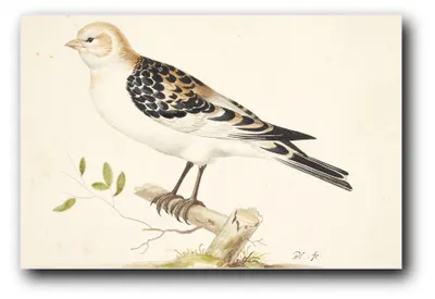 Produktbild von Kunstdruck „Schneeammer auf Aststumpf“ von Pieter Holsteyn (I) – 30×45 cm – ungerahmt