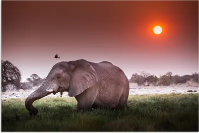 Produktbild von MuchoWow® Poster Elefant - Gras - Sonne - Tiere 180x120 cm - Fotoplakat