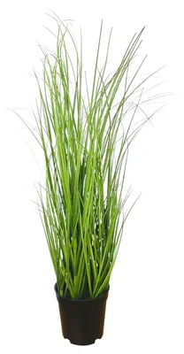 Produktbild von Kunstpflanze Gras, GRASBUSCH IM TOPF. Ca. 50cm. OHNE Übertopf.