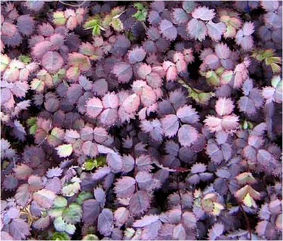 Produktbild von Stauden Gänge 10 x Acaena inermis 'Purpurea' - Purpur Stachelnüsschen - Der Blickfang für moderne Gartengestaltung