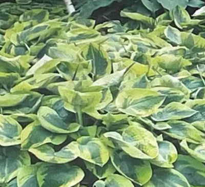 Produktbild von Hosta 5er Set Funkien