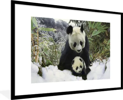 Produktbild von MuchoWow® Gerahmtes Poster Panda - Jungtier - Schnee 90x60 cm - Poster mit Schwarzem Bilderrahmen Wandposter Rahmen Foto Bilder - Wanddekoration - Fotos