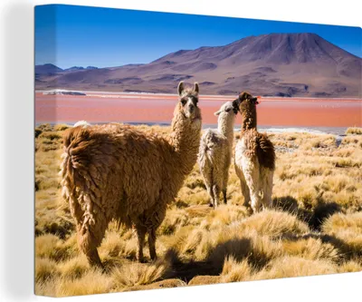 Produktbild von OneMillionCanvasses® - Leinwandbilder - 140x90 cm, Lamas an der Laguna Colorada, Wandbilder Kunstdruck Wanddekoration
