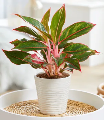 Produktbild von BALDUR Garten 1x Aglaonema 'Jungle Red®', Pflanze im 12 cm-Topf, auffällig panaschierte Blätter, echter Blickfang in Wohnung & Büro, lebendige Farben, ideal für halbschattige Plätze, pflegeleicht