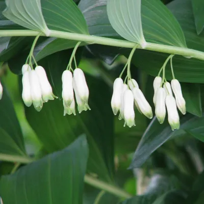 Produktbild von 6 x Vielblütiger Salomonsiegel - Polygonatum multiflorum  | Topf 9cm x 9cm