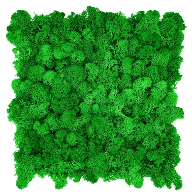 Produktbild von Echte Islandmoos-Platten – selbstklebende Wand- und Akustikpaneele für Bilder, künstliche Pflanzenwände und natürliche Dekoration (25 × 25 cm, laubgrün)