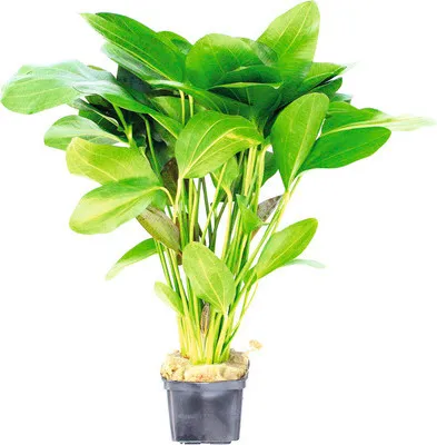 Produktbild von Froschlöffel Ozelot, Spezies - Echinodorus Ozelot, SP