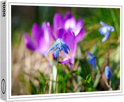 Image de puzzle premium raxxa "étoile bleue", 1000 pièces