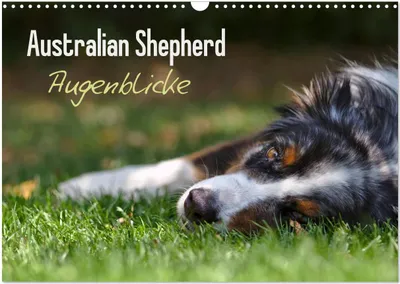 Produktbild von Australian Shepherd - Augenblicke (Wandkalender 2026 DIN A3 quer), CALVENDO Monatskalender