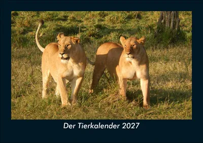 Produktbild von Der Tierkalender 2027 Fotokalender DIN A5