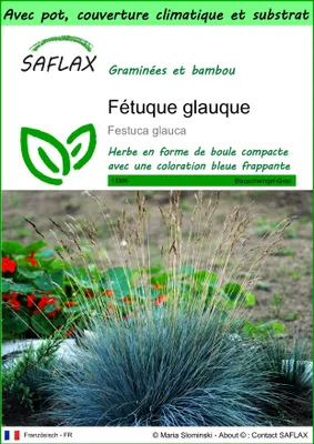 Image de SAFLAX Garden to go - Fétuque glauque - 50 graines - Festuca