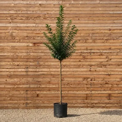 Produktbild von Kirschlorbeer Hochstamm Novita 200-250 cm, Stammumfang 8-10 cm - Prunus laurocerasus Hochstamm, immergrün