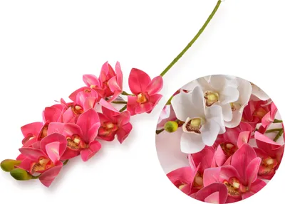 Obrázek produktu pro Umělá orchidej z plastu Viridis VIRIDIS 74 cm, vícebarevná, 1 ks